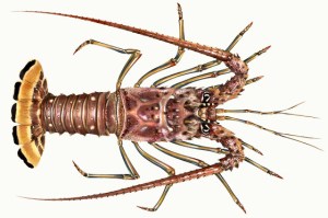 CaribbeanSpinyLobster_560_2